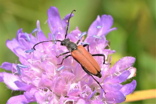 Réf. 273 665 : Anastrangalia sp.